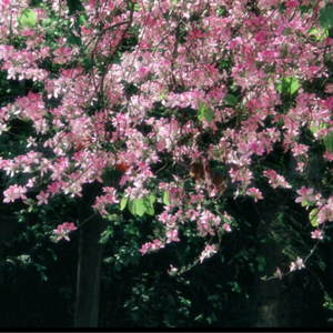 a一级特黄久久精品高清日本大片
